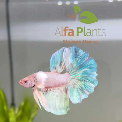 Pez Betta Half Moon Unicornio Macho