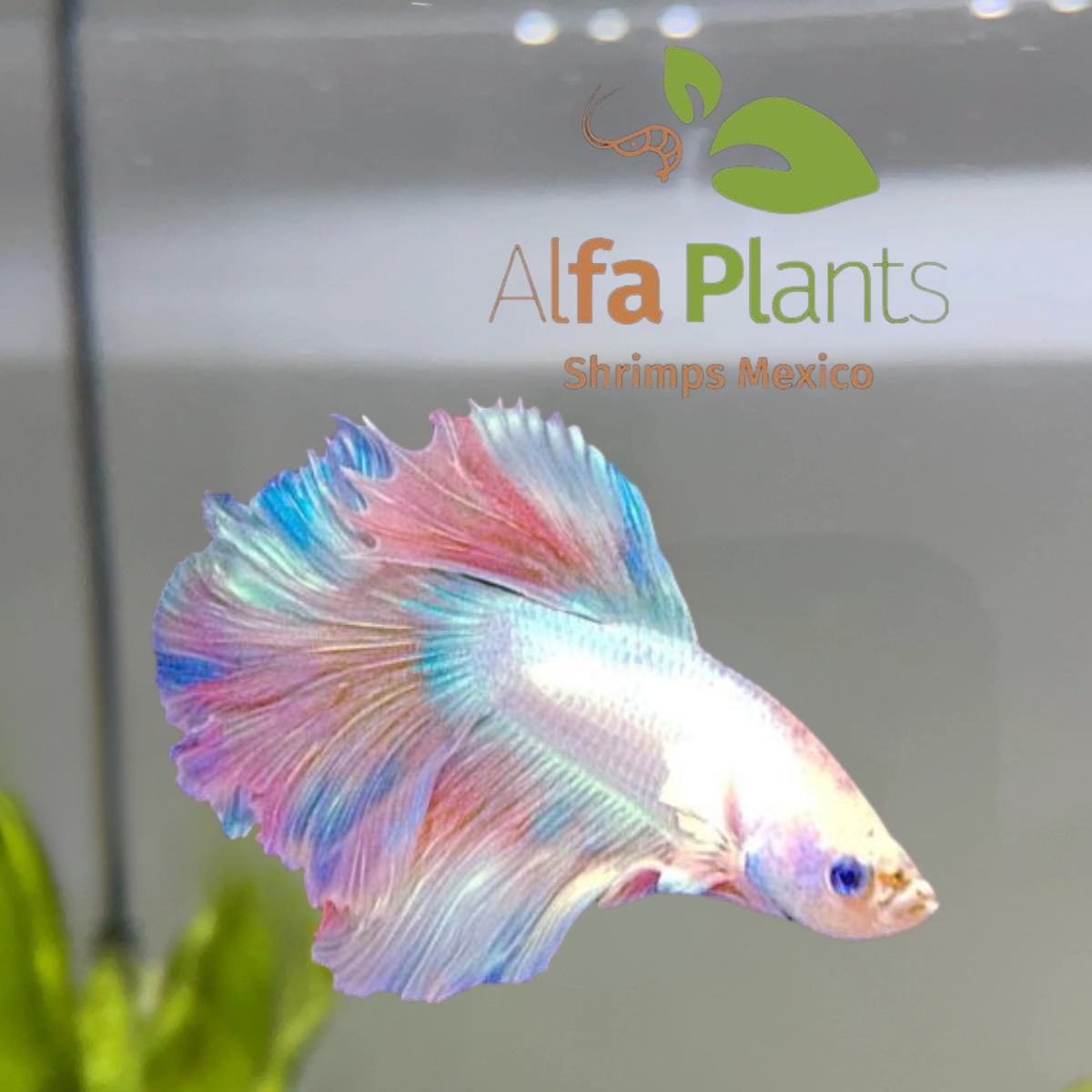 Pez Betta Half Moon Unicornio Macho