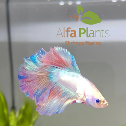 Pez Betta Half Moon Unicornio Macho