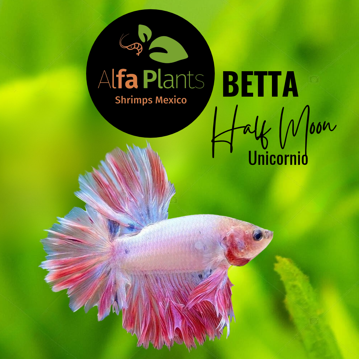 Pez Betta Half Moon Unicornio Macho