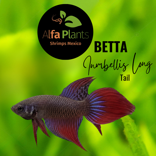 Betta Inmbellis Long Tail Macho