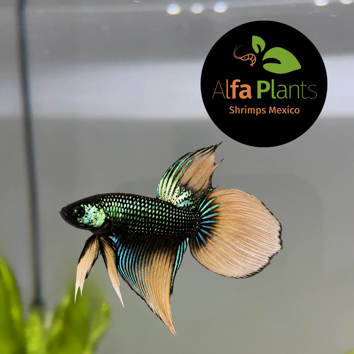 Betta Inmbellis Long Tail Macho