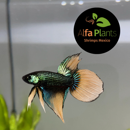 Betta Inmbellis Long Tail Macho