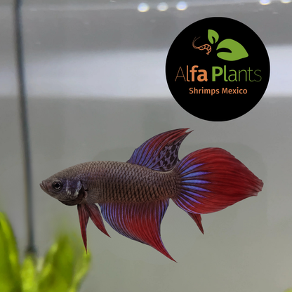 Betta Inmbellis Long Tail Macho
