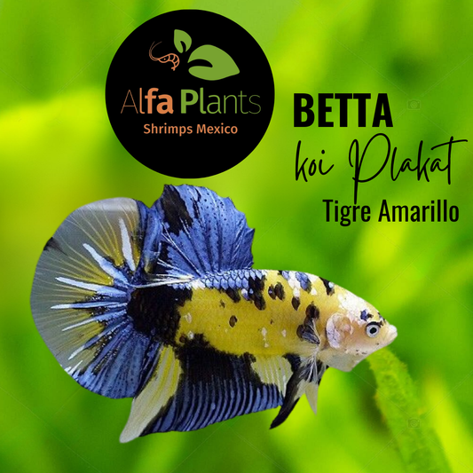 Pez Betta Koi Plakat Tigre Amarillo