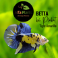 Pez Betta Koi Plakat Tigre Amarillo