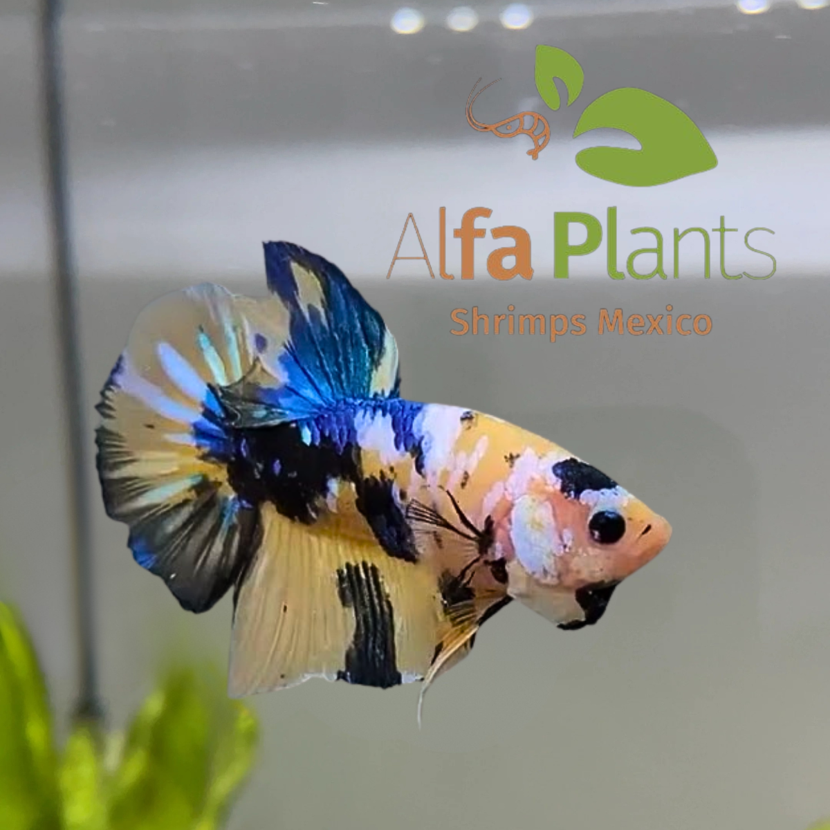 Pez Betta Koi Plakat Tigre Amarillo