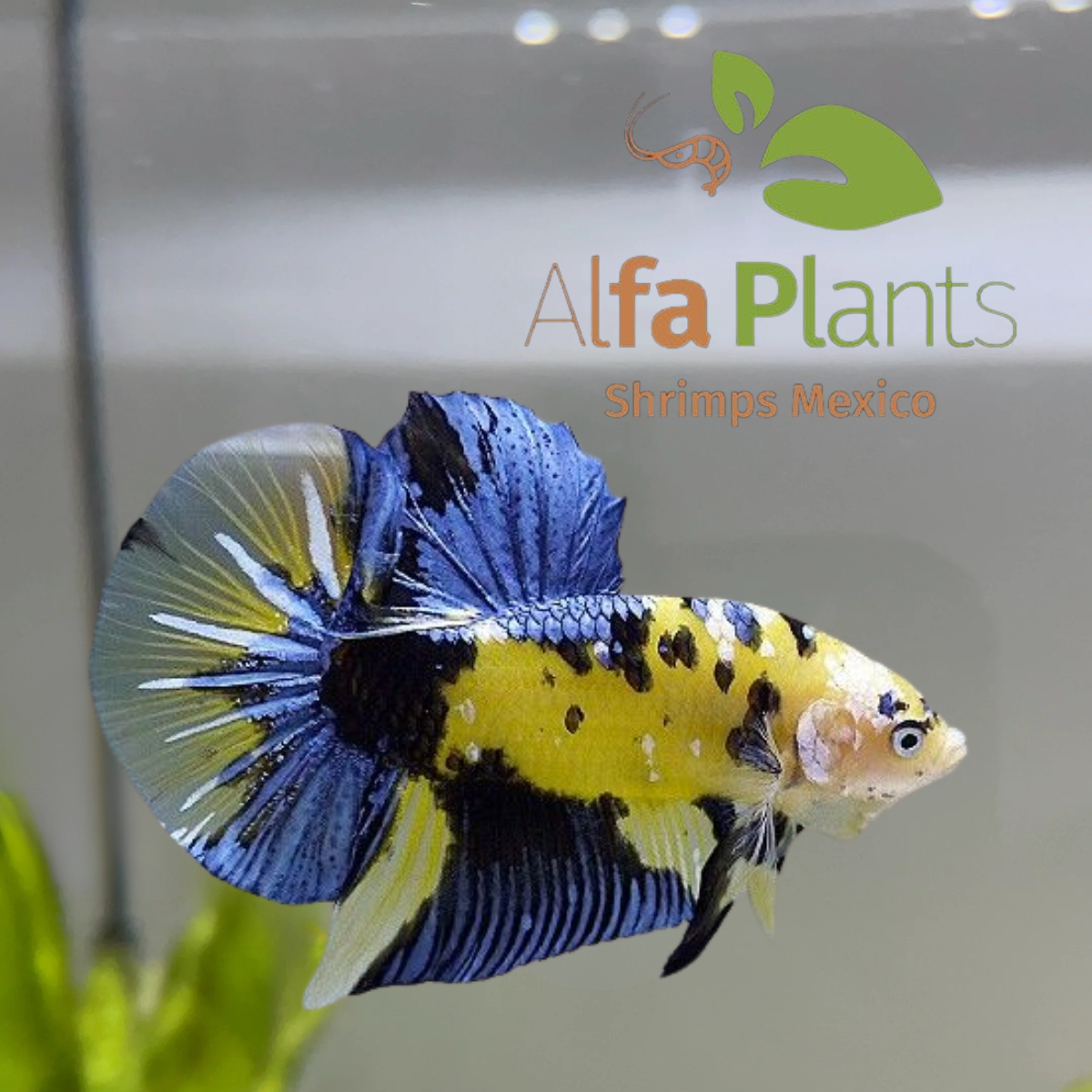 Pez Betta Koi Plakat Tigre Amarillo