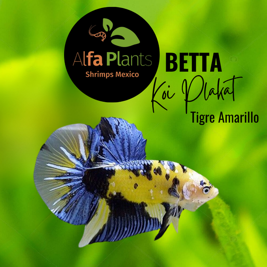 Pez Betta Koi Plakat Tigre Amarillo Macho
