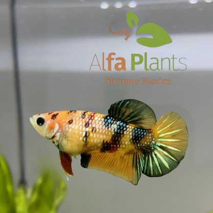 Pez Betta Koi Plakat Tigre Amarillo Macho