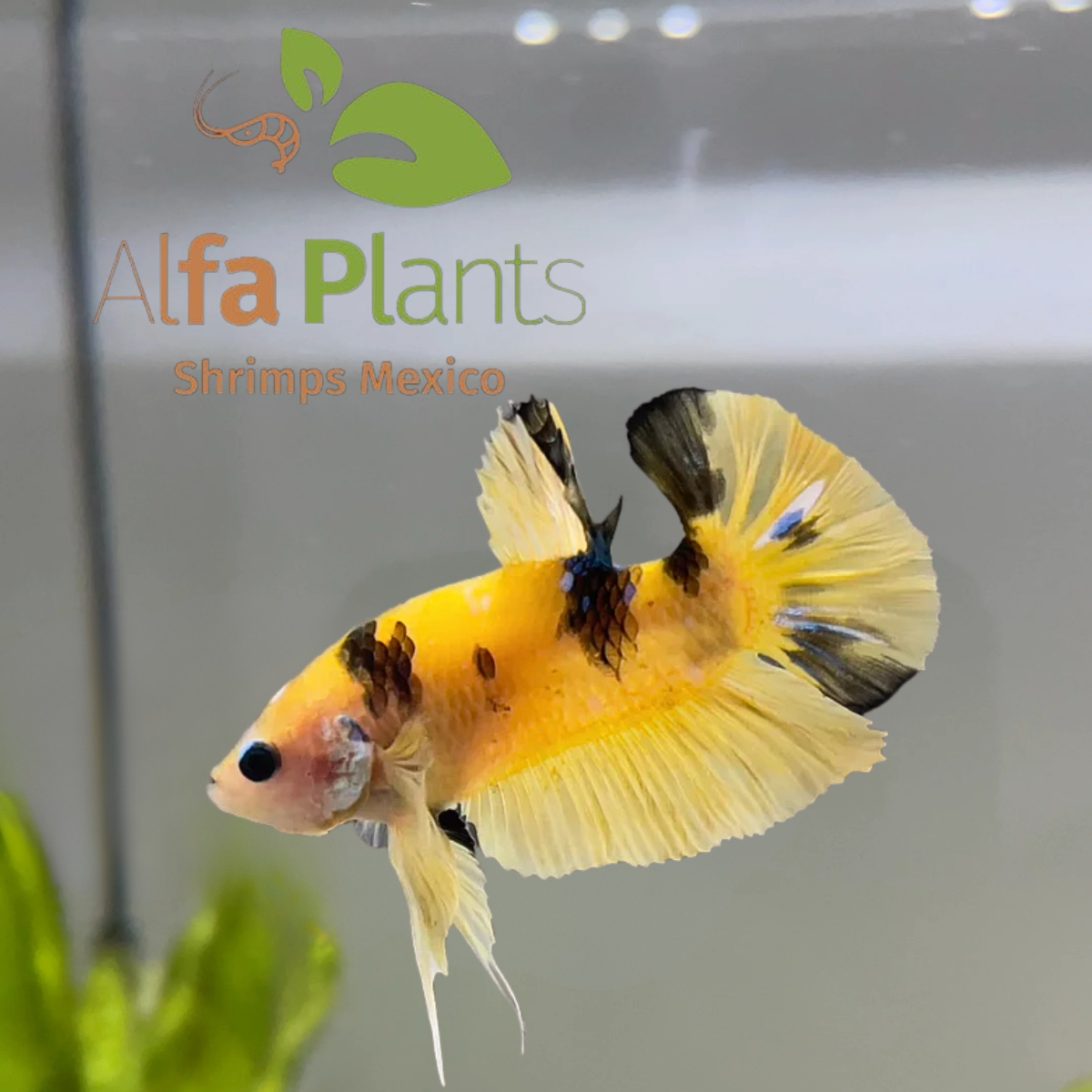 Pez Betta Koi Plakat Tigre Amarillo Macho