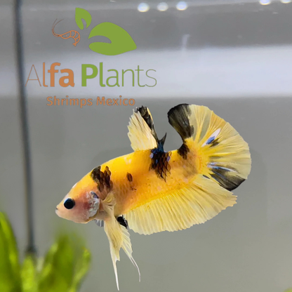 Pez Betta Koi Plakat Tigre Amarillo Macho