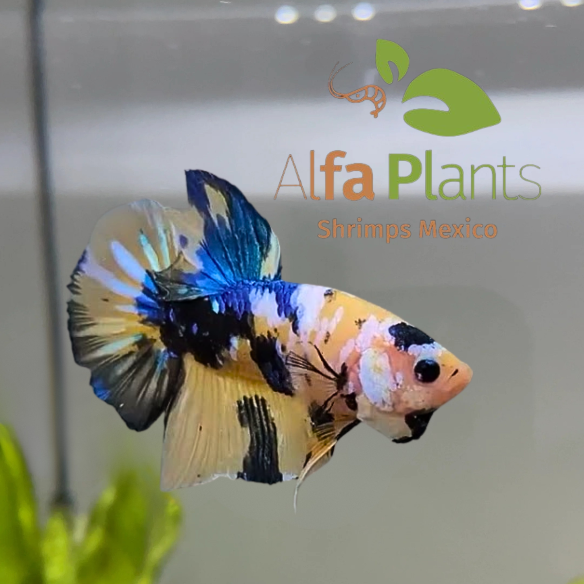 Pez Betta Koi Plakat Tigre Amarillo Macho