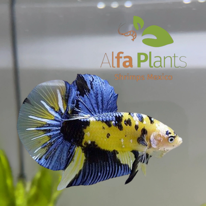 Pez Betta Koi Plakat Tigre Amarillo Macho