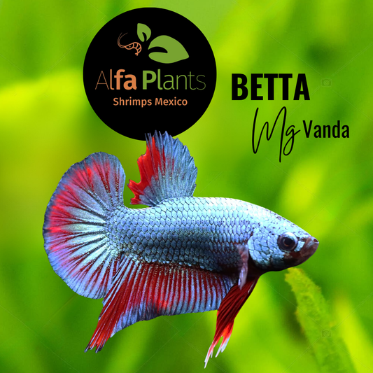 Pez Betta Mg Vanda
