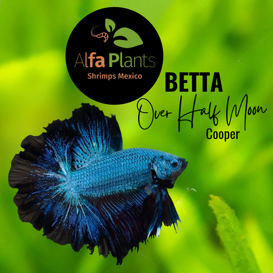 Pez Betta Over Half Moon Cooper Macho