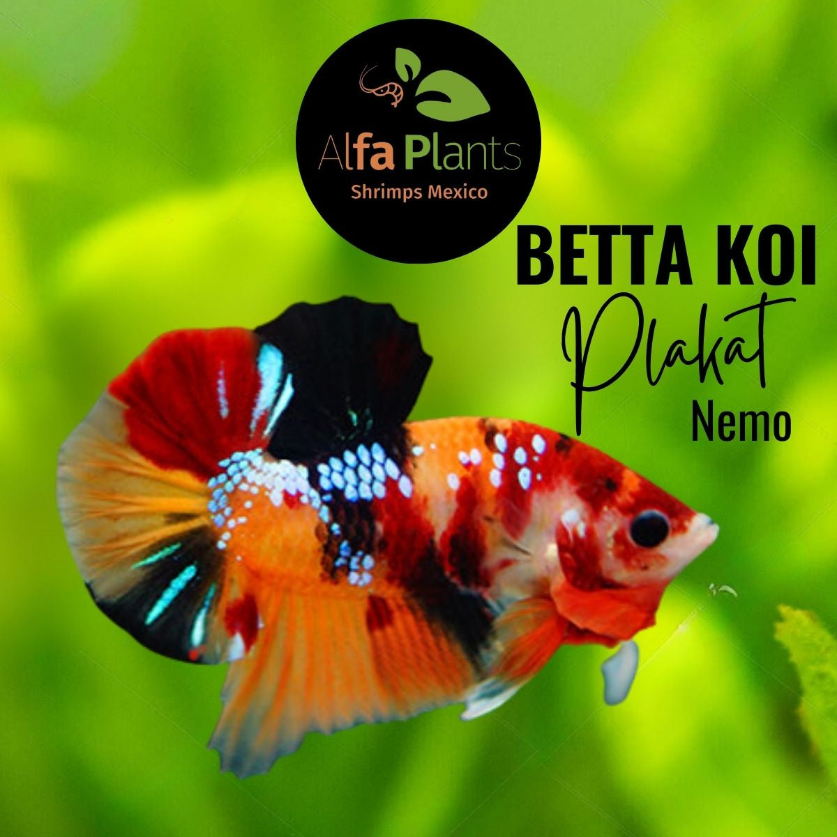 Pez Betta Koi Plakat Nemo