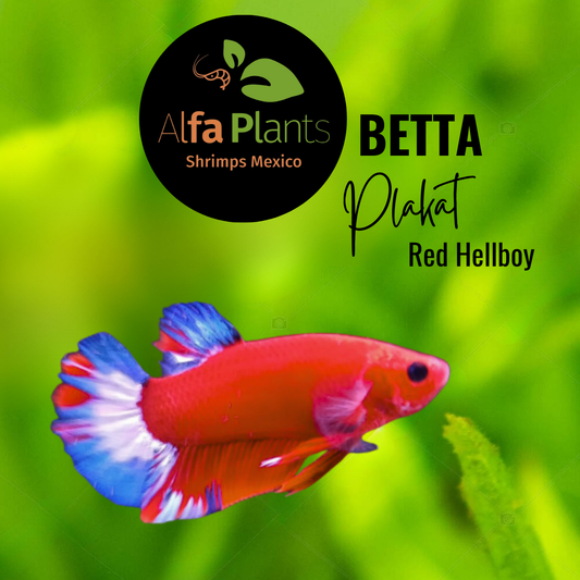 Pez Betta Red Helldboy