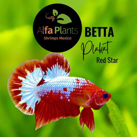 Pez Betta Plakat Red Star