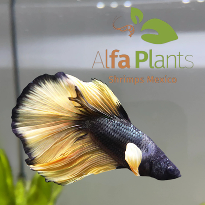 Parejas de Pez Betta