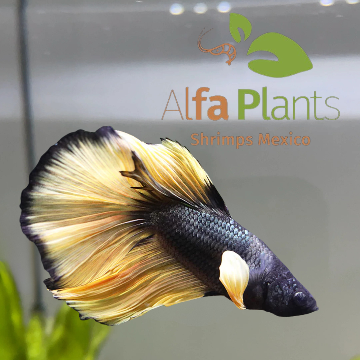 Parejas de Pez Betta