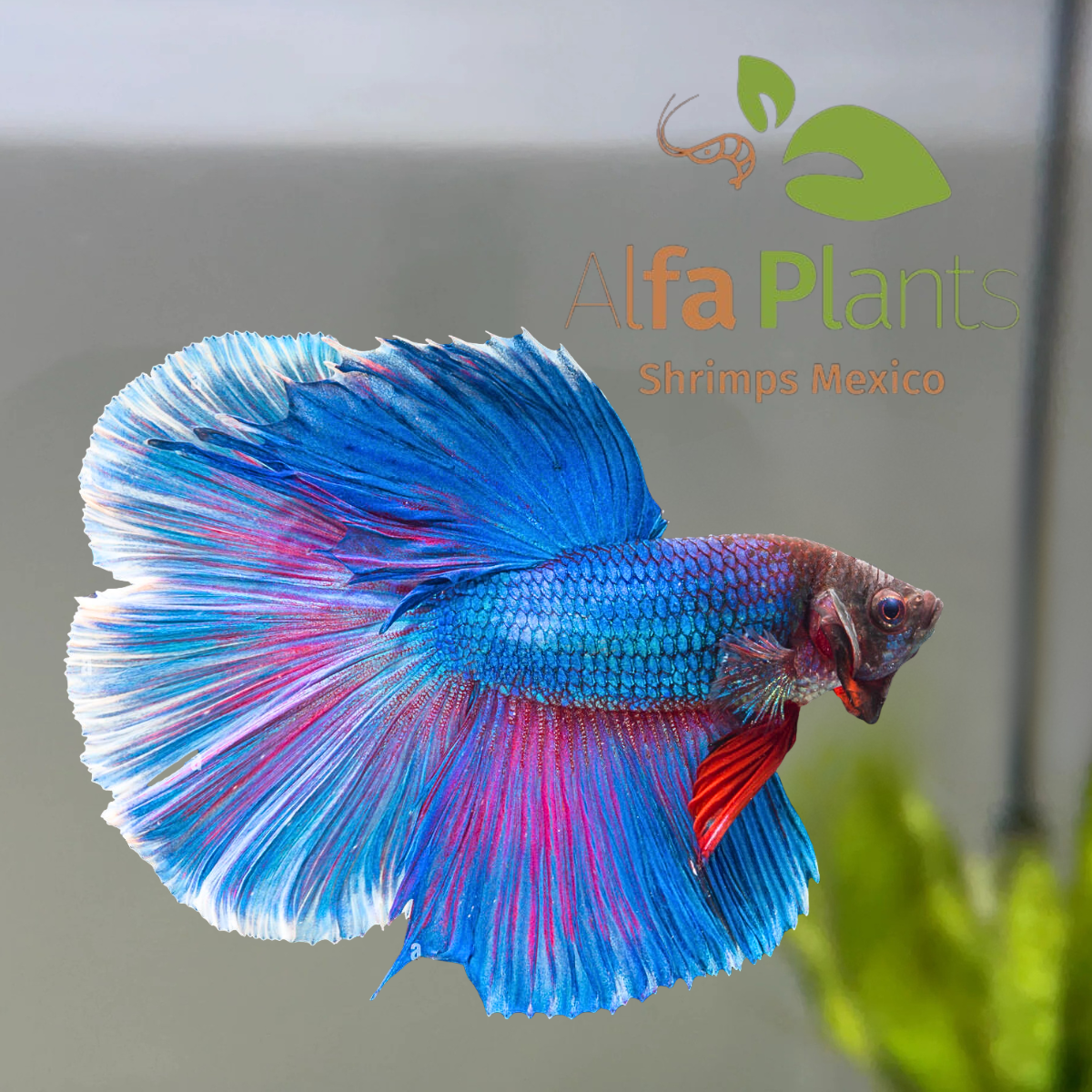 Parejas de Pez Betta