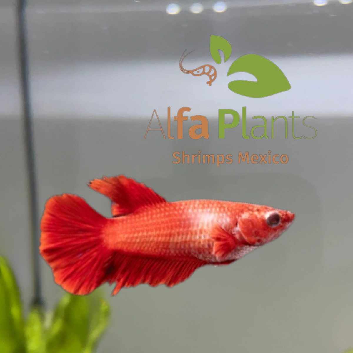 Parejas de Pez Betta