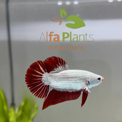 Parejas de Pez Betta