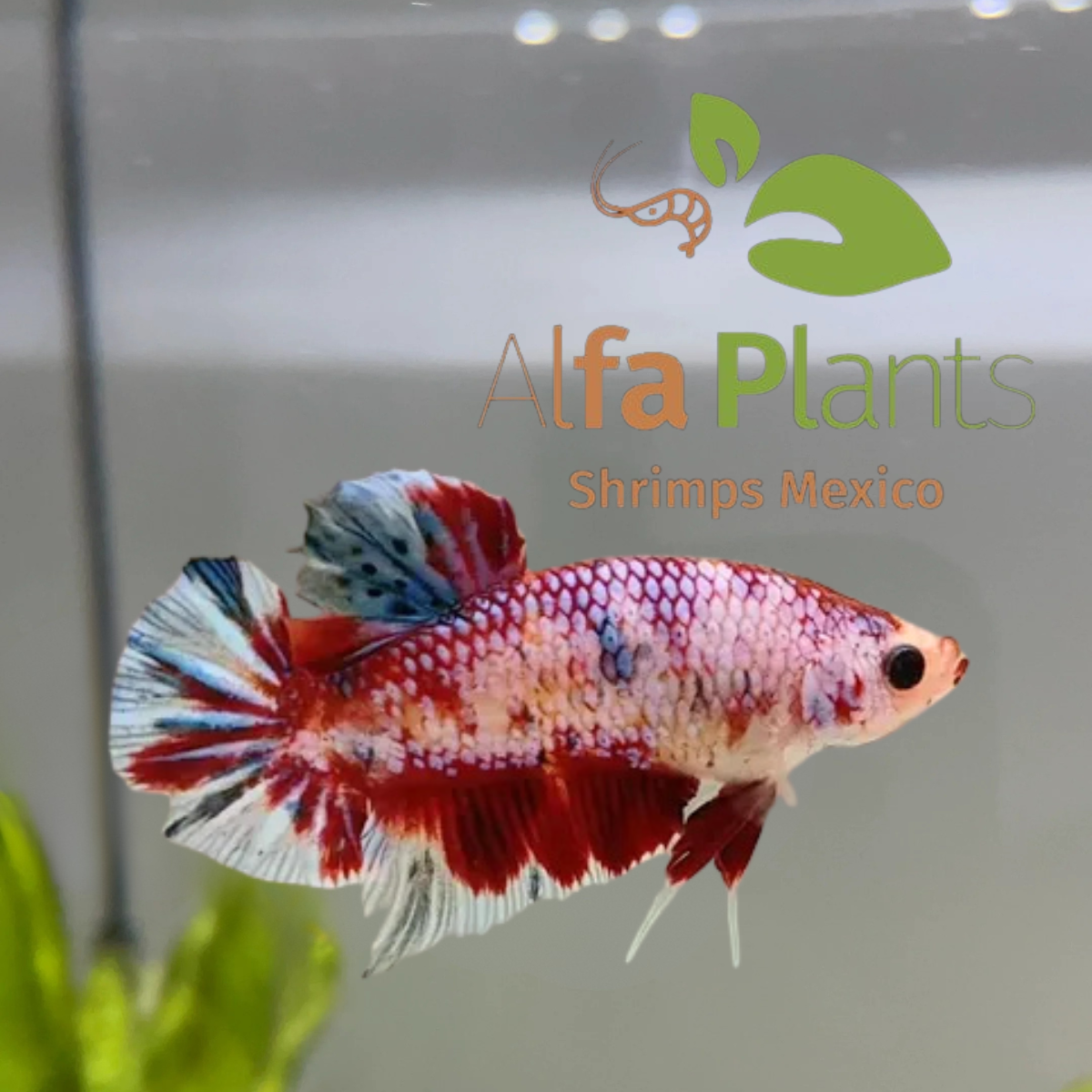 Parejas de Pez Betta