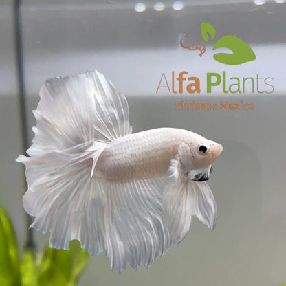 Parejas de Pez Betta