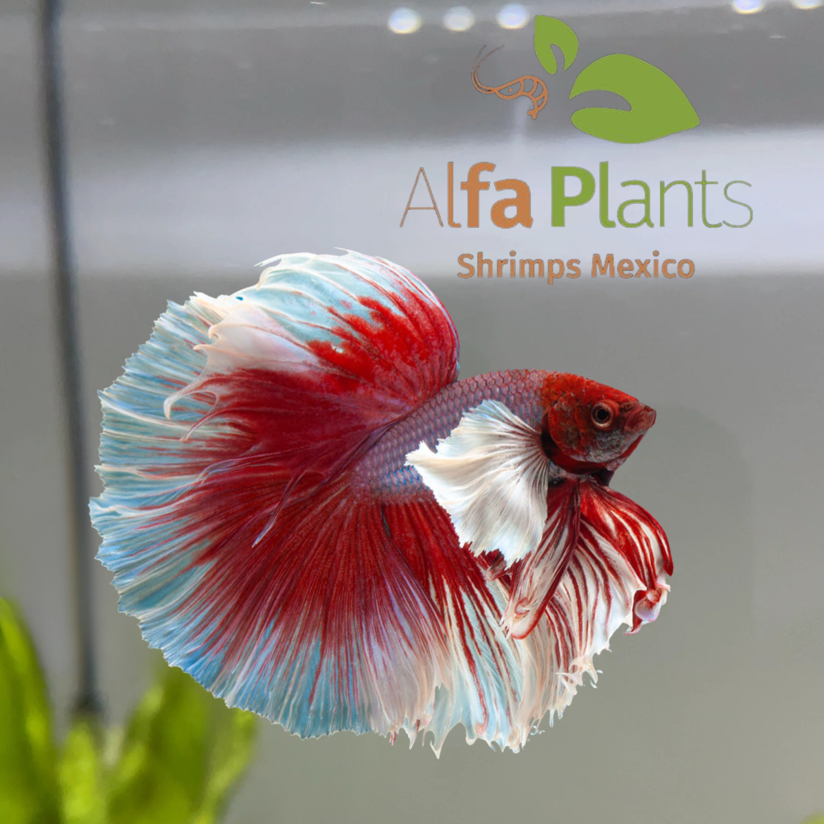 Parejas de Pez Betta