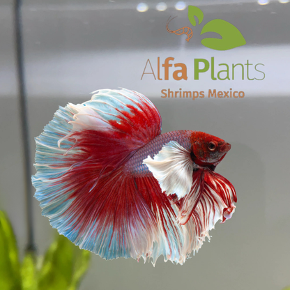 Parejas de Pez Betta
