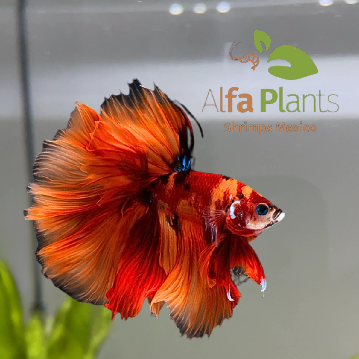 Parejas de Pez Betta