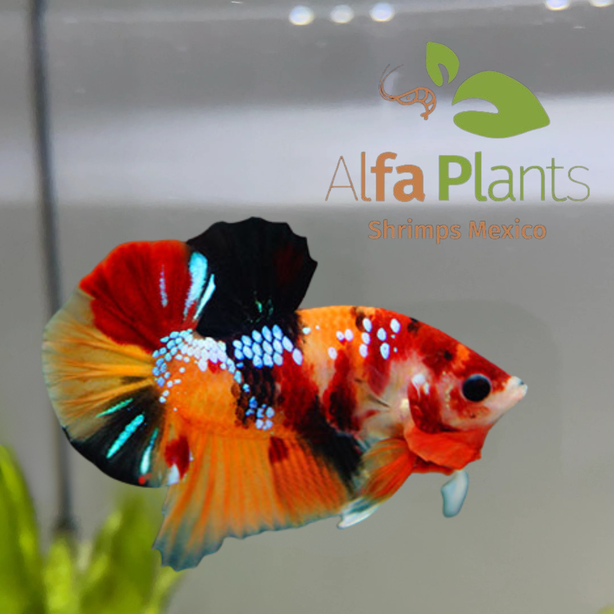 Parejas de Pez Betta