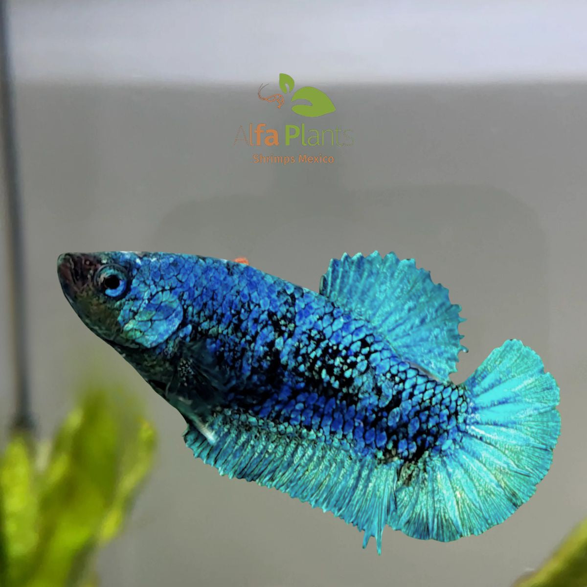 Pez Betta Plakat Avatar