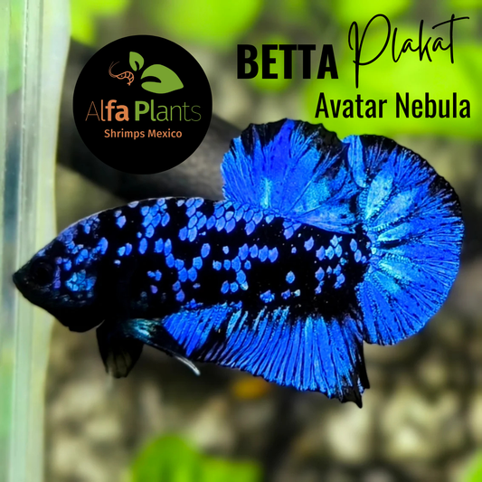 Pez Betta Plakat Avatar Nebula