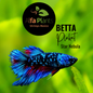 Pez Betta Plakat Star Nebula