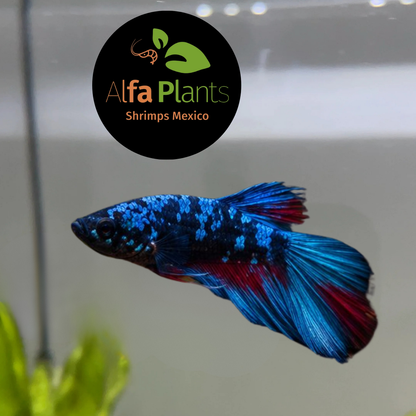 Pez Betta Plakat Star Nebula