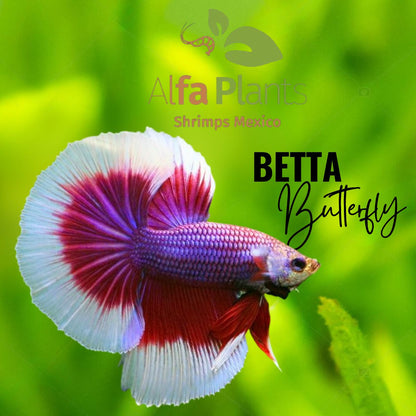 Pez Betta Butterfly
