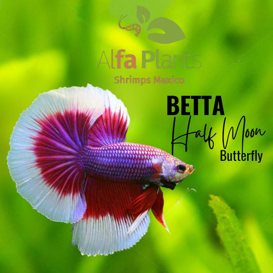 Pez Betta Half Moon Butterfly