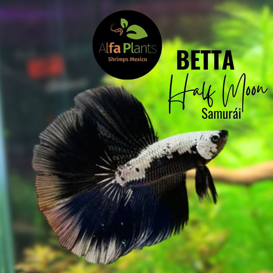 Pez Betta Half Moon Samurái