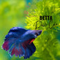 Pez Betta doble cola
