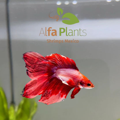 Pez Betta doble cola