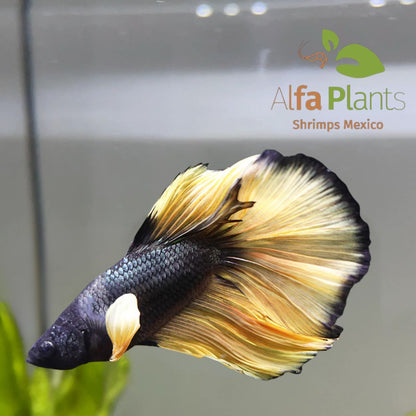 Pez Betta Mustard Cooper