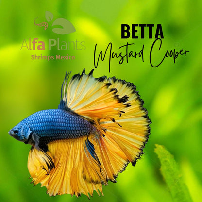 Pez Betta Mustard Cooper