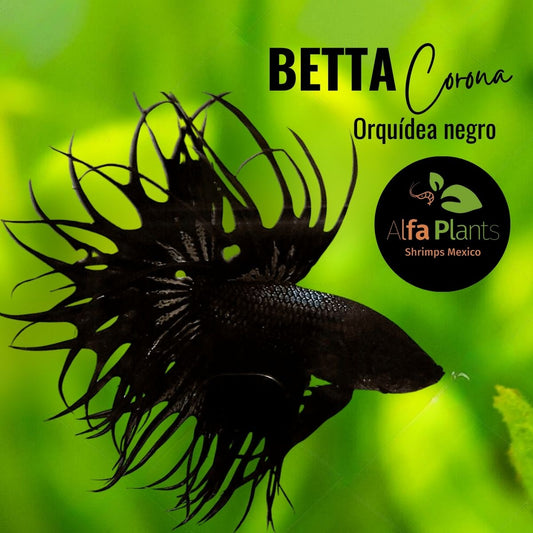 Pez Betta Corona Orquídea Negro