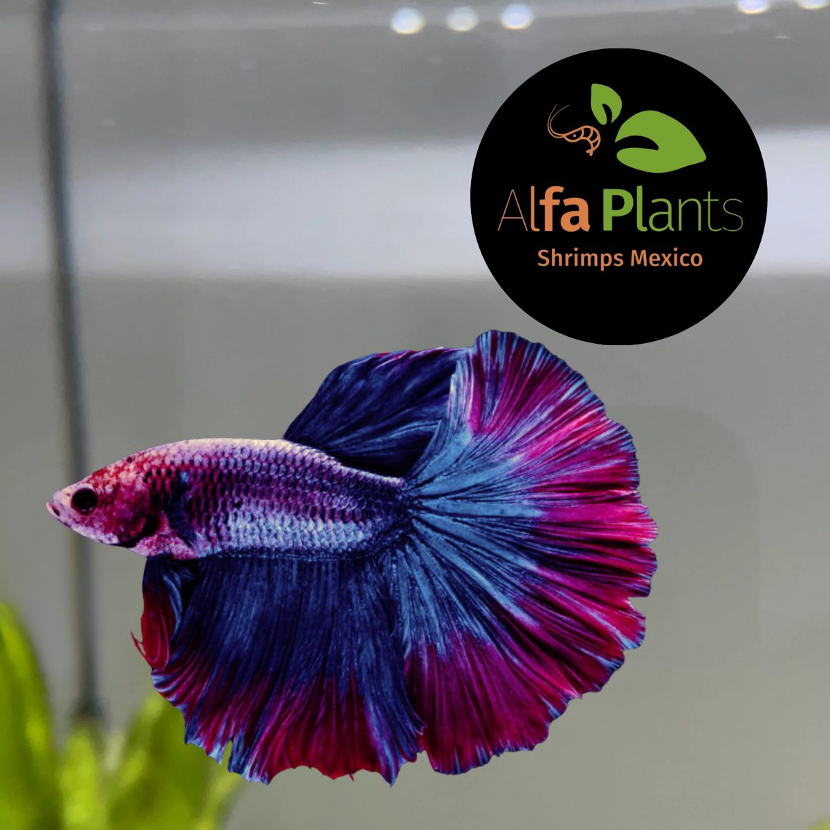 Pez Betta Over Half Moon Tricolor Macho