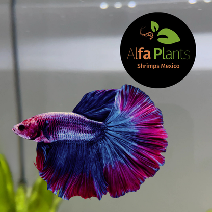 Pez Betta Over Half Moon Tricolor Macho