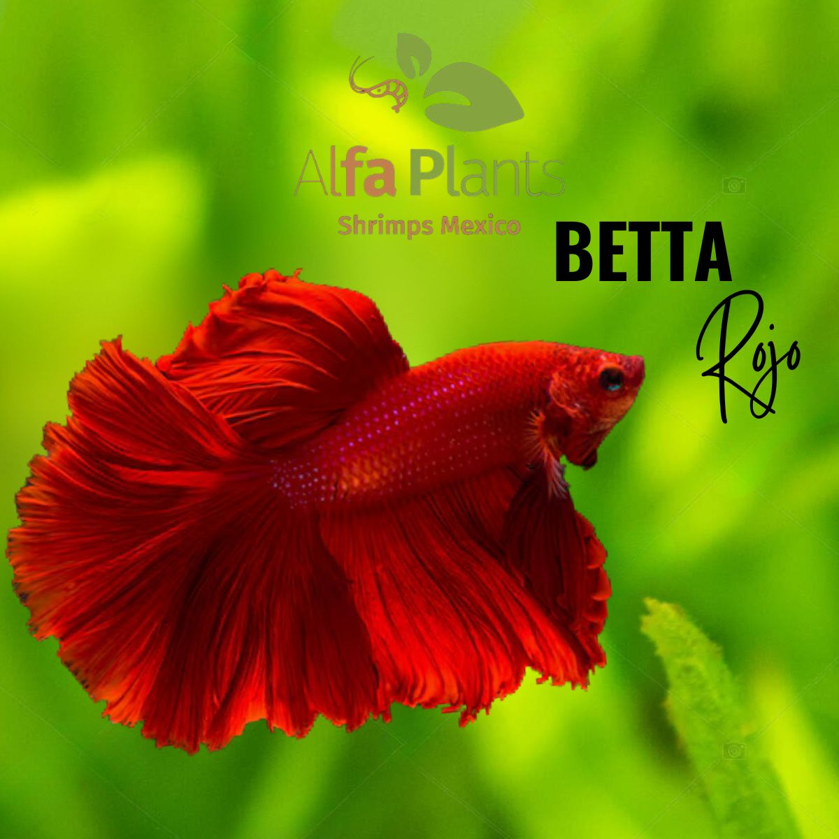 Pez Betta Rojo