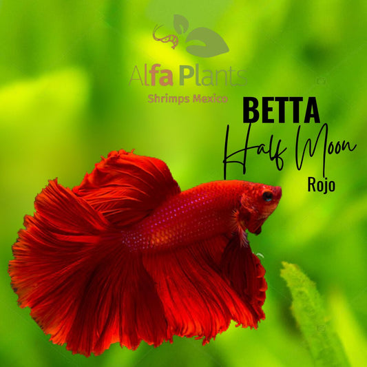 Pez Betta Half Moon Rojo